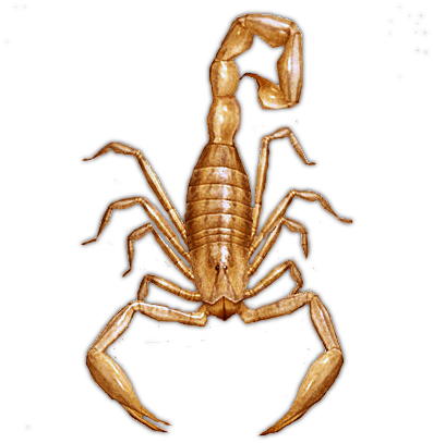 giant_scorpion